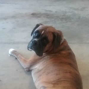 Meet your Posher, Louis